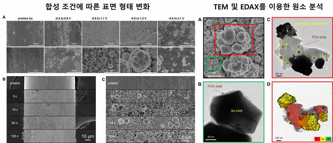 전자현미경을 이용한 나노구조 확인 및 EDAX 활용 구성 원소 분석