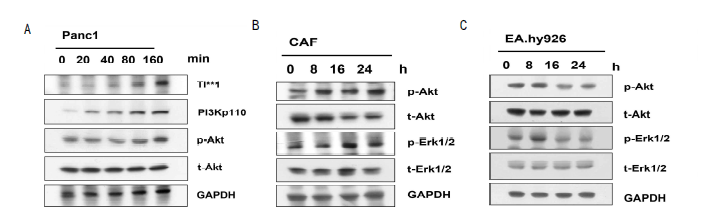 세 가지 세포를 간접 공배양하였을 때 배양시간에 따른 단백 발현 변화. (A) 혈관침범 유사환경에서 췌 장암세포주 Panc1에서 Ti**1과 관련 인자의 발현. (B) 췌장암유래 섬유아세포 (CAF)에서 관련인자의 발현 (C) 혈관세포 EA.hy926에서 관련인자의 발현. p-Akt, phosphorylated Akt; t-Akt, total Akt; p-Erk1/2, phosphorylated Erk1/2; t-Erk1/2, total Erk1/2