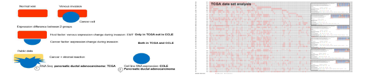 췌장암의 혈관침범 후보유전자 추출전략 모식도 (좌)와 TCGA data set분석 예시 (우)