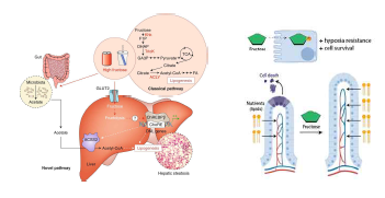 고과당 노출에 의한 간염증 기전 및 융모 길이 증가 연구 (Nature . 2021 Sep;597(7875):263-267. Cell Metab . 2018 Feb 6;27(2):351-361.e3.)