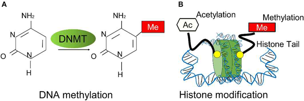 후생유전학적 변화, histone modification (Front. Genet., 29 October 2020)