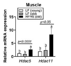 노화 마우스 근육 에서 고서당·고지방처치에 의한 HDAC 발현