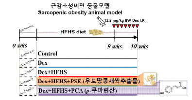 고서당·고지방 및 Dex (Dex+HFHS)에 의한 근감소성비만 동물모델