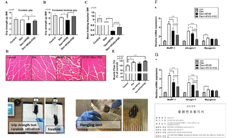 고서당·고지방·Dex 복합처치로 근감소증 기능 및 땅콩새싹추출물 처치에 의한 회복