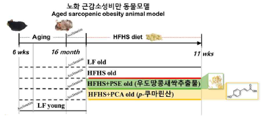 고서당·고지방 및 Dex (Dex+HFHS)에 의한 근감소성비만 동물모델