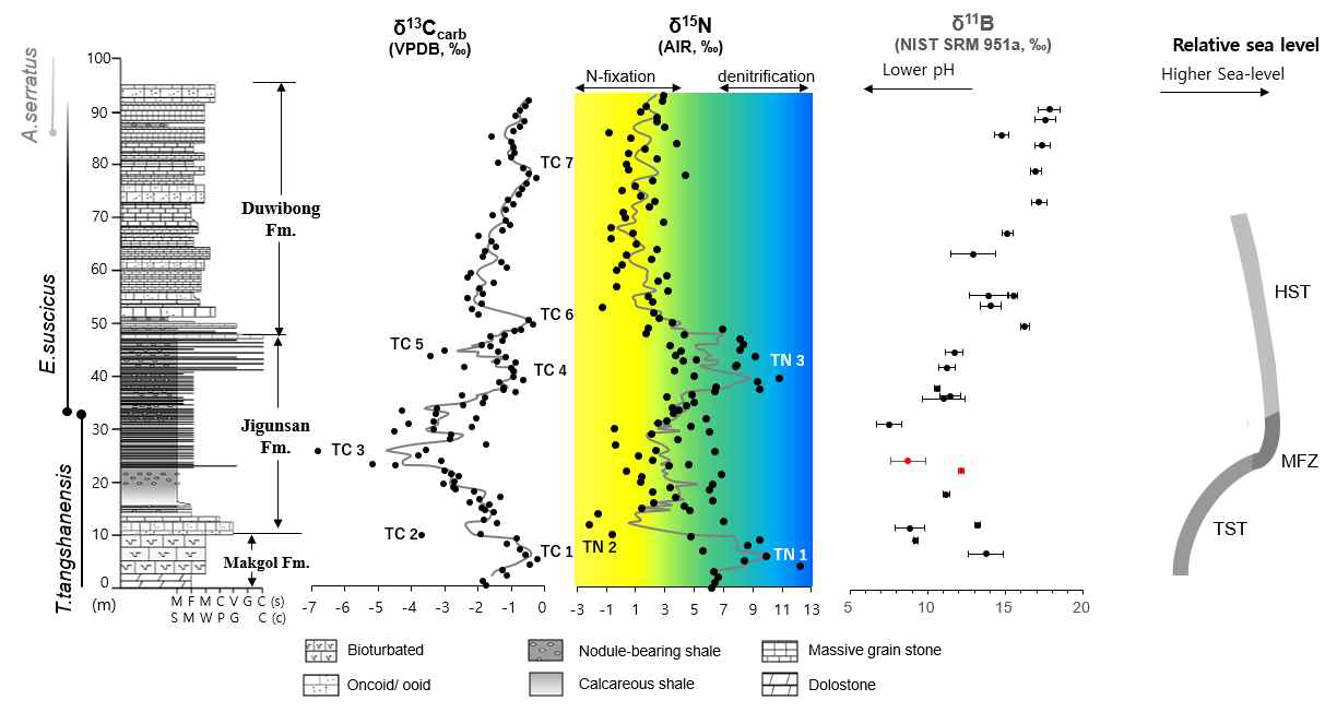연구 지역의 탄소, 질소 동위원소 (Bang and Lee, 2020) 및 본 연구의 붕소 동위원소 결과, 상대적 해수면 범위 (Woo et a., 2007). 붕소 동위원소 중 붉은 점은 Mn/Sr>3인 시료로 고기후적 해석에서 제외.