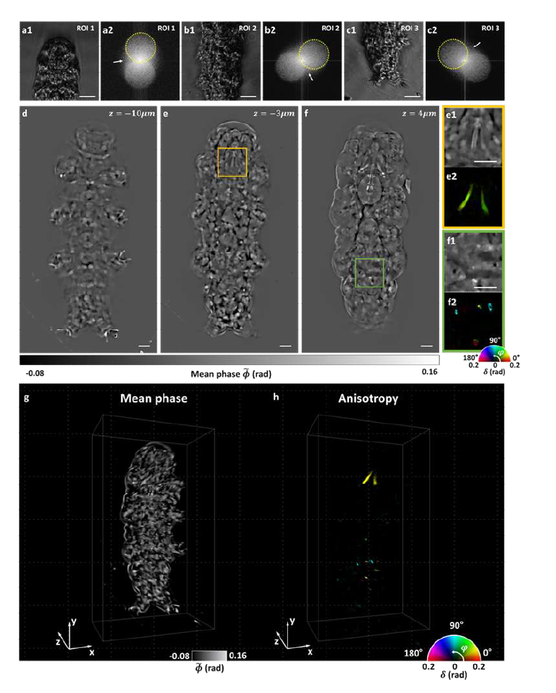 Tardigrade 대상 PS-IDT 삼차원 복굴절 토모그래피 영상 결과.