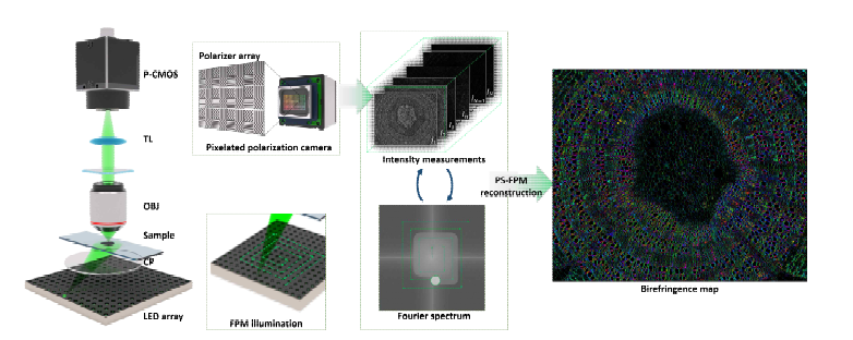 본 연구진이 개발한 이차원 대면적 고해상도 복굴절 산술 현미경 (PS-FPM)의 개략도
