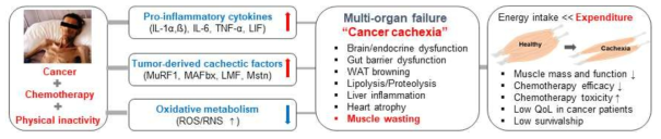 암성 악액질 발병 기작 및 근육 소실