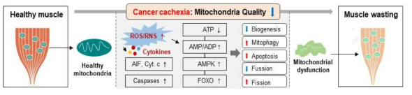 암성 악액질에서 미토콘드리아 손상 및 근육 감소 기전