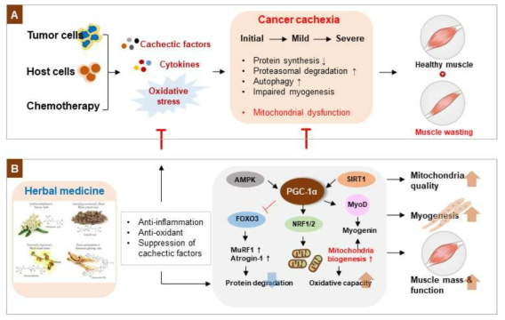 미토콘드리아 기능 개선을 통한 암성 악액질 치료제 개발 전략