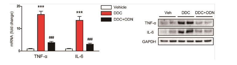 TGF-β1/NF-kB ODN에 의한 cytokine 감소