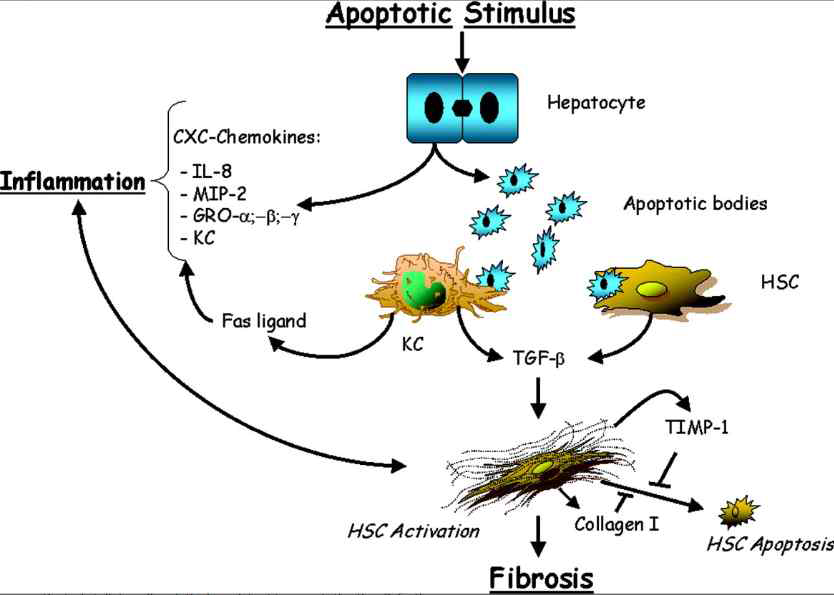 간섬유화에서 간세포 apoptosis의 역할