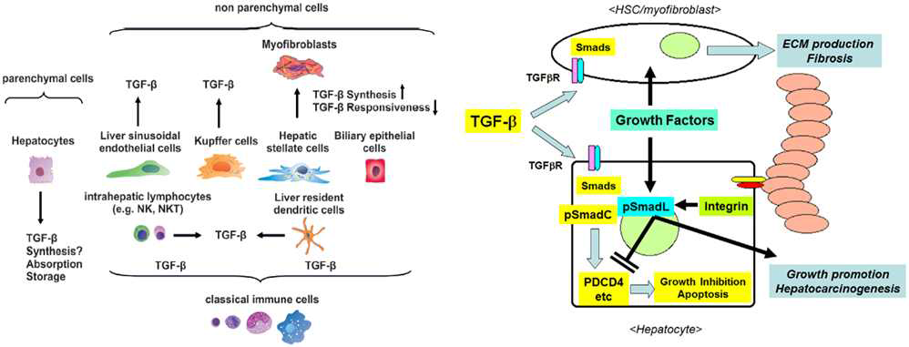 간섬유화에서 TGF-β의 역할