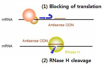 Antisense ODN의 작동기전