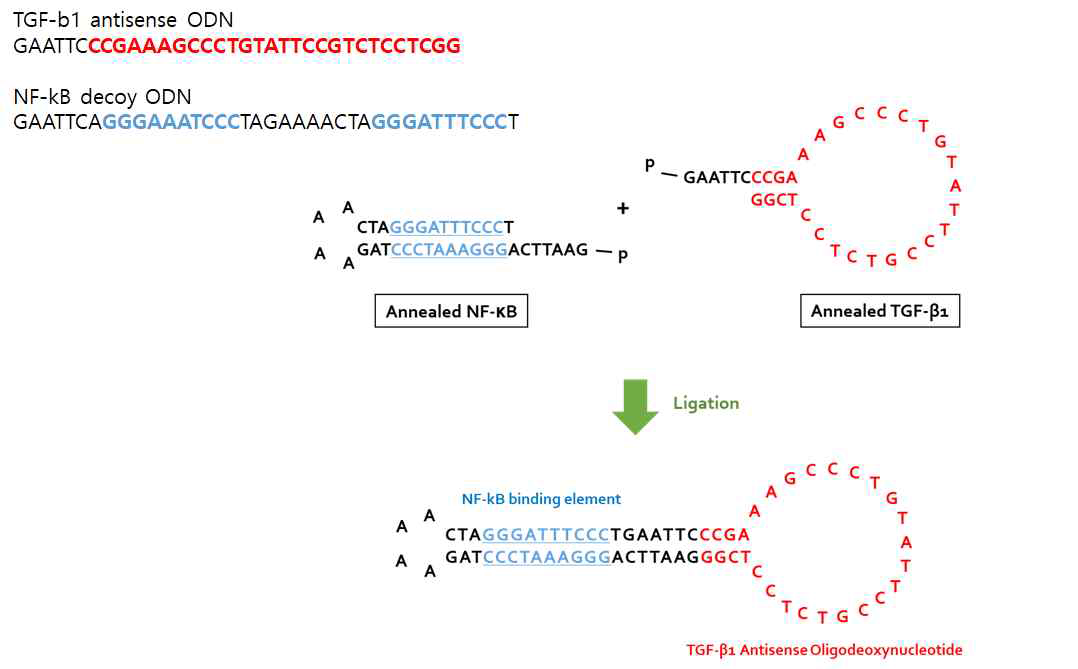 TGF-β1/NF-kB ODN의 모식도