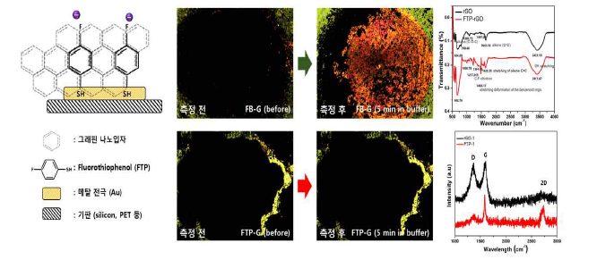 기능화 한 불소 그래핀 기준 전극 구성 및 수용액 내에서의 안정성 테스트 결과 및 FTP 그래핀 기능화 확인을 위한 FTIR 및 Raman 측정 결과