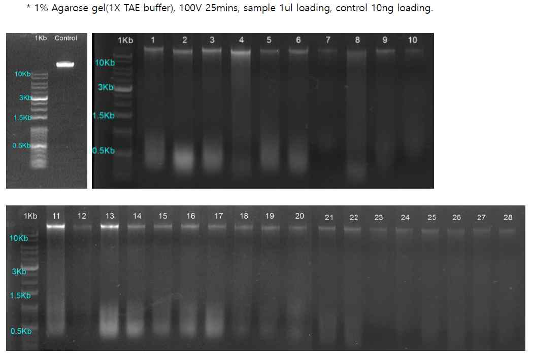 전기영동 (DNA integrity)