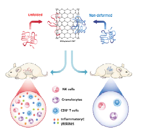 나노튜브 결합 단백질의 면역반응 조절