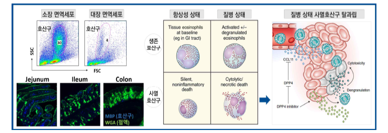 호산구 활성·과립 분비능의 다양성과 소장 특이적 호산구 분포