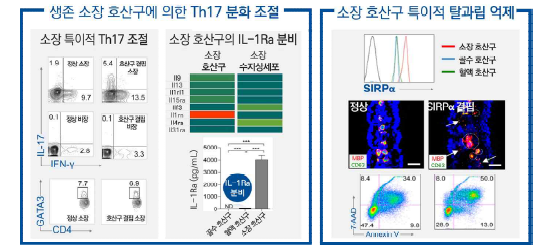 소장 호산구 특이적 Th17 분화 조절과 탈과립 억제