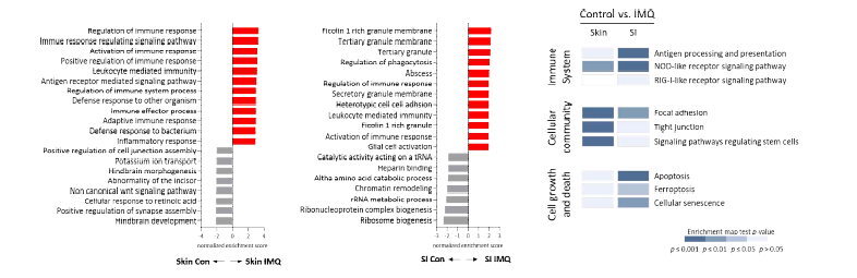 건선 유도 마우스 피부와 소장 RNA-sequencing 데이터의 GSEA 및 KEGG 분석