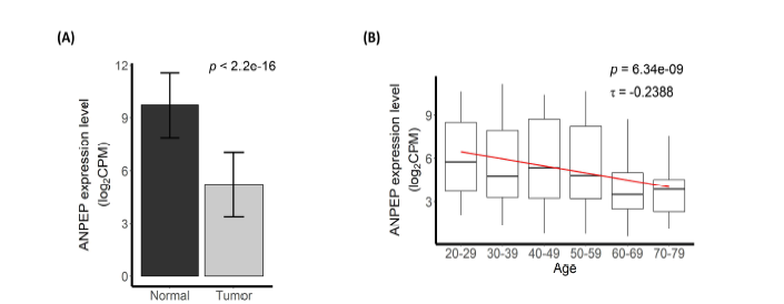 ANPEP expression in normal tissues in the TCGA and GTEx datasets