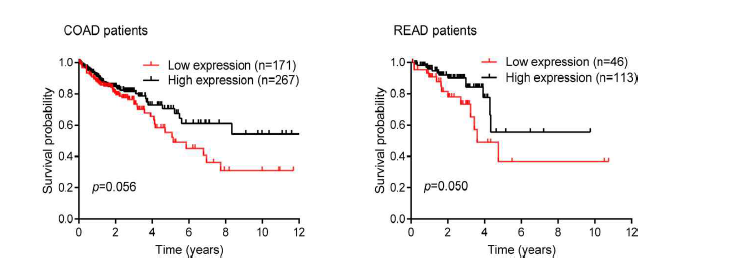 Kaplan-Meier survival curve from the human protein atlas for ANPEP