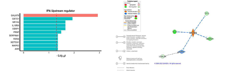 Ingenuity Pathway Analysis (IPA) analysis to identify upstream regulators of ANPEP