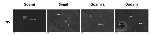 Scanning electron microphotographs of Nano starch particles.