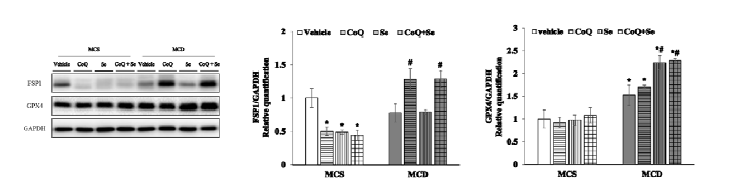 Effects of CoQ and Selenium supplementation on hepatic protein levels of FSP1 and GPX4 in NASH mice fed MDC diet