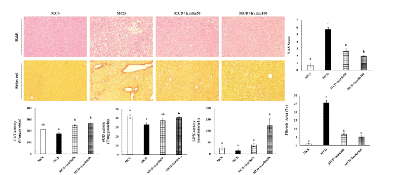 Effects of icariin on hepatic steatosis and fibrosis and antioxidant enzyme activities in NASH mice fed MCD diet