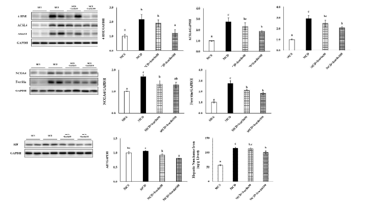 Effects of icariin supplementation on ferroptosis markers in the liver tissues of NASH mice