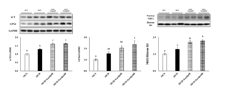 Effects of icariin supplementation on hepatic levels of xCT, GPX4, nuclear Nrf2, and HO-1 in NASH mice fed MCD diet