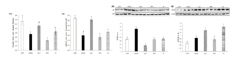 Inhibition of ferroptosis by Lip-1, DFO or SS was associated with changes in hepatic AIF and GPX4 protein levels and tissue iron concentrations in mice fed HFHF diet