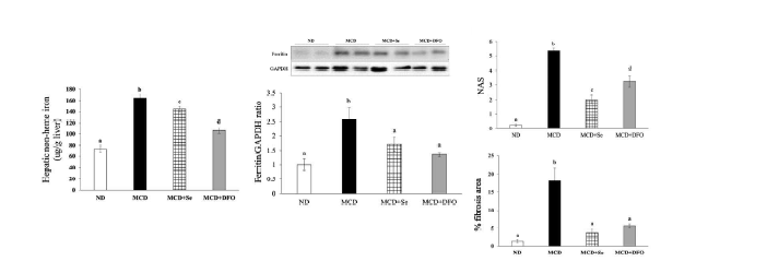 Effects of DFO treatment on hepatic non-heme iron concentrations and ferritin protein levels in NASH mice induced by MCD diet