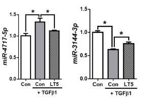 LX-2 세포에 루테인 (5 μM)을 24시간 동안 전처치한 뒤, TGFβ1 (1 ng/mL)과 루테인을 24시간 동안 처치하고, miR-4717-3p, miR-3144-3p의 발현을 real-time qPCR 결과로 확인함.