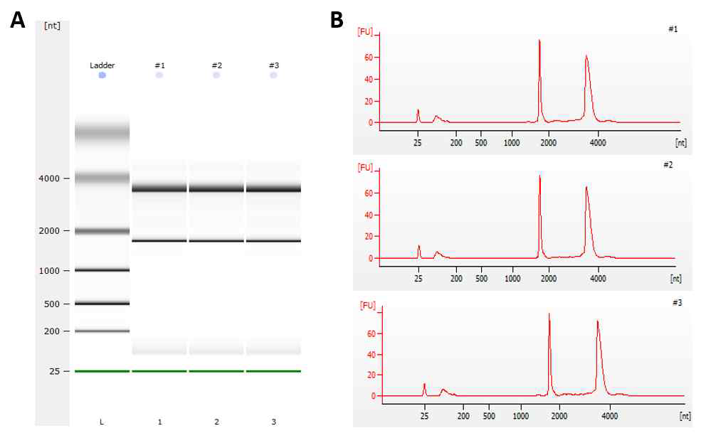 Bioanalyzer QC 결과. Migration pattern (A), Peak pattern (B).