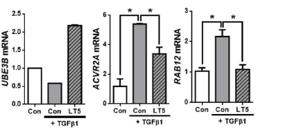 LX-2 세포에 루테인 (5 μM)을 24시간 동안 전처치한 뒤, TGFβ1 (1 ng/mL)과 루테인을 24시간 동안 처치하고, miR-4717-3p의 표적 유전자 (UBE3B)와 miR-3144-3p의 표적 유전자 (ACVR2A, RAB12)의 발현을 real-time qPCR 결과로 확인함.