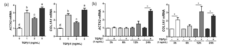 사람의 간성상세포종인 LX-2 세포에 TGFβ1을 농도별 (0, 1, 2, 5 ng/mL)로 24 시간 처치하 여 섬유화 유전자 (ACTA2, COL1A1)의 mRNA 발현을 측정함 (a). LX-2 세포에 TGFβ1 (1 ng/mL)을 3, 6, 12, 24 시간 동안 처치하여 섬유화 유전자 (ACTA2, COL1A1)의 mRNA 발현을 측정함 (b).