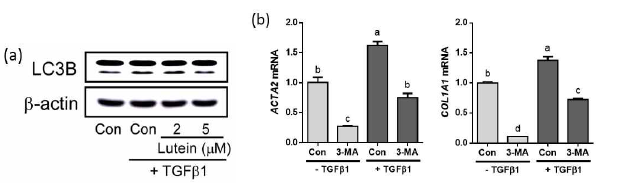 사람의 간 성 상 세 포 종 인 LX-2 세포에 루테 인 (2, 5 μM)을 24시간 동안 전처 치한 뒤, TGFβ1과 루테인을 24시간 동안 처치하고 오토파지 지표인 LC3B-Ⅰ과 LC3B-Ⅱ의 단백질 발현을 측정함 (a). LX-2 세포에 오토파지 억제제인 3-methyladenine (3-MA)를 2시간 동안 전처치한 뒤, TGFβ1과 3-MA 를 24시간 동안 처치하고 섬유화 유전자 (ACTA2, COL1A1)의 mRNA 발현을 측정함.