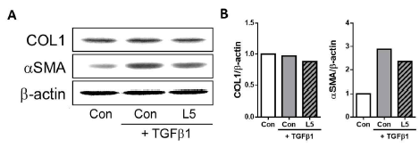 LX-2 세포에 루테인 (5 μM) 을 24시간 동안 전처치한 뒤, TGFβ 1 (1 ng/mL)과 루테인을 24시간 동 안 처치하고 섬유화 마커인 COL1, αSMA의 단백질 발현을 측정하고 (A), 측정 결과를 β-actin의 단백질 발현량을 기준으로 정량화 함 (B).