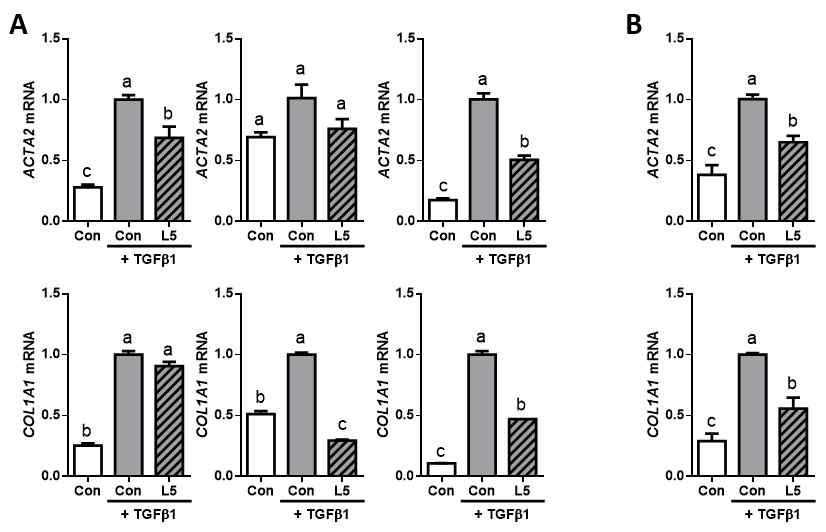 LX-2 세포에 루테인 (5 μM)을 24시간 동안 전처치한 뒤, TGFβ1 (1 ng/mL)과 루테인을 24시간 동안 처치하 고, 섬유화 유전자 (ACTA2, COL1A1)의 발현을 측정하여 샘플을 확인함. 3번의 독립적 실험 결과 (A), 3번의 실험 결과 를 합산한 결과 (B).