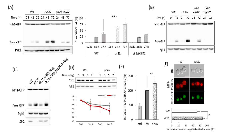 Stationary phase에서 Sir2에 의한 mitophagy 조절 현상 분석 결과