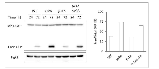 Sir2에 의한 mitophagy 조절 시 Fis1의 역할 분석