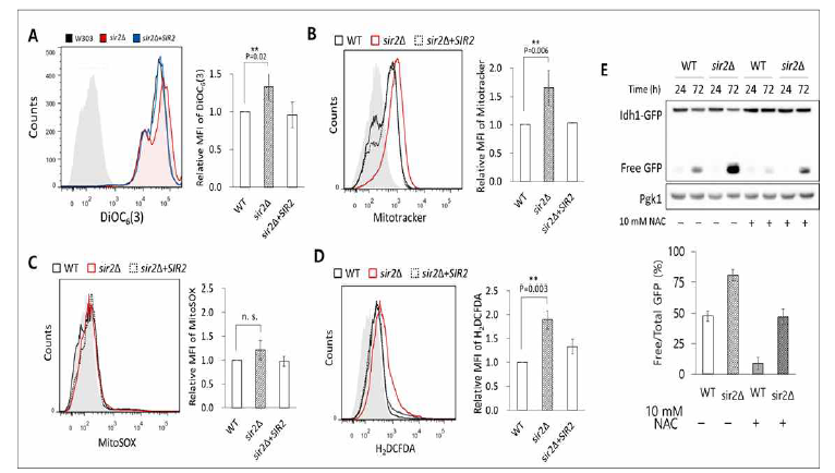 Sir2에 의한 mitophagy 조절 시 Mitochondria 기능 및 ROS 양이 미치는 영향 분석