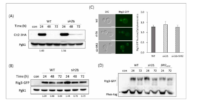 Sir2 결손과 Rtg3 발현 상관관계 분석