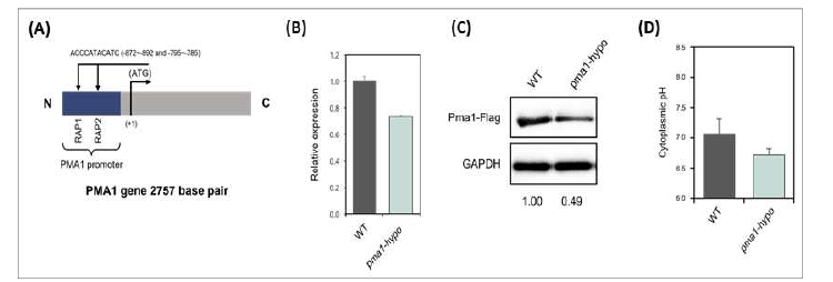 세포질 pH가 낮은 pma1-hypo 돌연변이 균주 제작과 확인