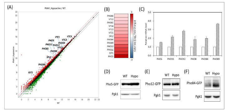 pma1 hypo 돌연변이 균주의 유전자 발현 분석 및 확인