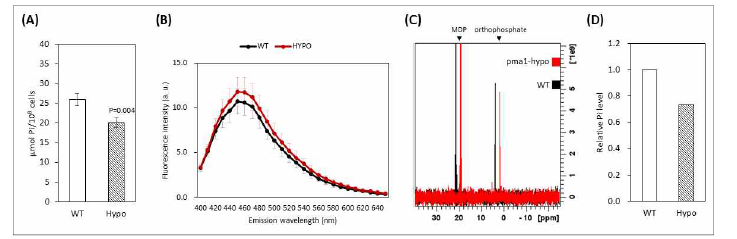 pma1-hypo 돌연변이 균주의 inorganic phosphate 측정